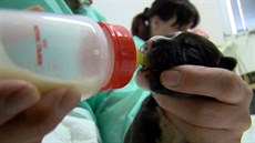 Štěňátka se pravidelně každé tři hodiny krmí náhražkou mateřského mléka. Štěňátka se pravidelně každé tři hodiny krmí náhražkou mateřského mléka.