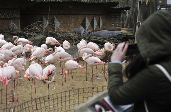 Plameáci v jihlavské zoologické zahrad.