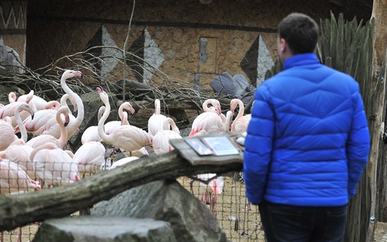 Plameci v jihlavsk zoologick zahrad.