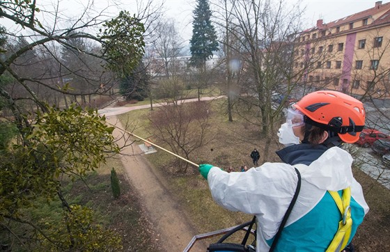 Ve Vsetín vyzkoueli nový postik strom proti jmelí, které nií stromy v...