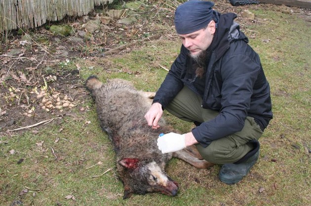 Podle ochránc pírody byl na dálnici usmrcen tyicetikilový samec vlka, který...