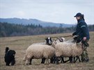Katalánský ovák je expert na pasení oveek.