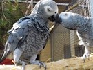 Líbající papouek