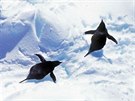 Tuáci kroukoví v Antarktid