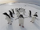 Tuáci kroukoví v Antarktid