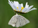 Píalka, konkrétn blokídlec luní (Siona lineata)