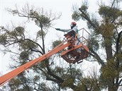 Ve Vsetíně vyzkoušeli nový postřik stromů proti jmelí, které ničí stromy v... Ve Vsetíně vyzkoušeli nový postřik stromů proti jmelí, které ničí stromy v...