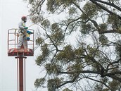 Ve Vsetíně vyzkoušeli nový postřik stromů proti jmelí, které ničí stromy v... Ve Vsetíně vyzkoušeli nový postřik stromů proti jmelí, které ničí stromy v...