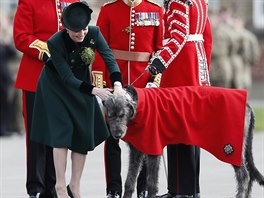 Vévodkyn Kate s irským vlkodavem bhem oslav svátku svatého Patrika (Londýn,...