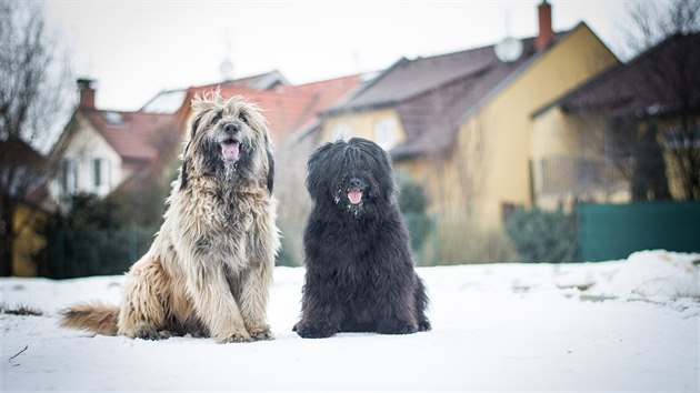 Katalnsk ovk - vlevo pes, vpravo fena