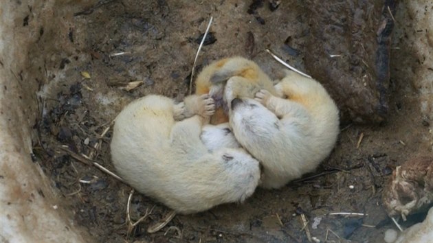 Na pelomu ledna a nora se v brnnsk zoo otci Ivanovi a matce Natae narodila trojata rosomka sibiskho.