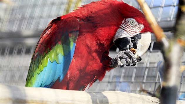 Kousek za jezdem u Brna najdou lid v Boovicch zoo plnou zajmavch papouch druh. Vvod jim vzrostl arov zelenokdl.