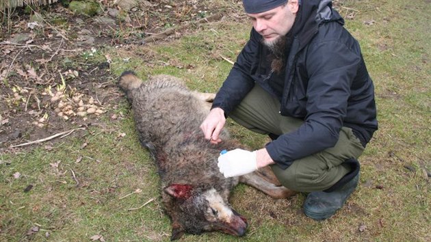 Podle ochrnc prody byl na dlnici usmrcen tyicetikilov samec vlka, kter se na Vysoinu zatoulal nejsp z Broumovska i Podbezdz. Vce ekne genetick analza.