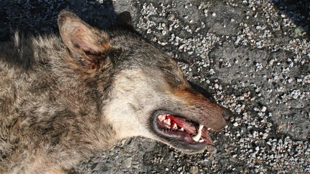 Podle ochrnc prody byl na dlnici usmrcen tyicetikilov samec vlka, kter se na Vysoinu zatoulal nejsp z Broumovska i Podbezdz. Vce ekne genetick analza.