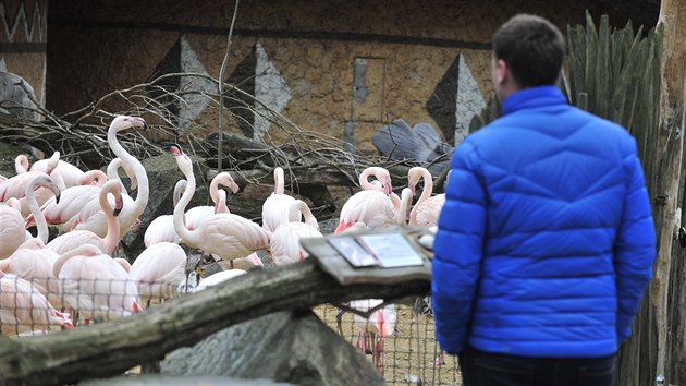 Plameci v jihlavsk zoologick zahrad.