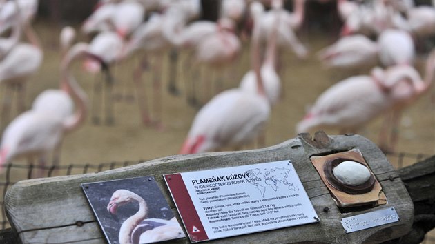 Plameci v jihlavsk zoologick zahrad.