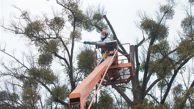 Ve Vsetn vyzkoueli nov postik strom proti jmel, kter ni stromy v Pansk zahrad