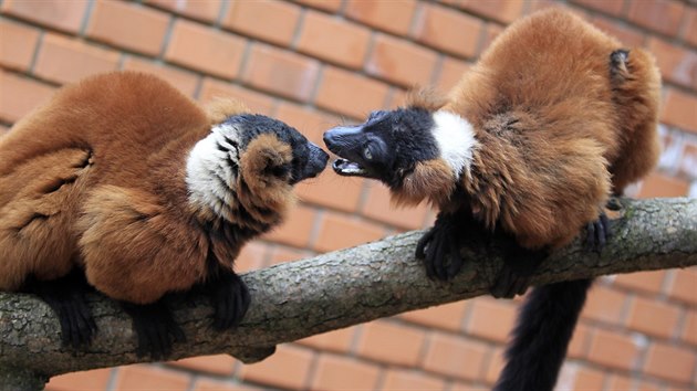 V hodonnsk zoologick zahrad opravili pavilon primt.