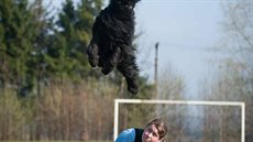 Frisbee je dalsí disciplínou, ve které katalánský ovák hrav zaboduje.