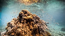 Korálový útes v souostroví Raja Ampat v Západní Papui. Ilustrační snímek Korálový útes v souostroví Raja Ampat v Západní Papui. Ilustrační snímek
