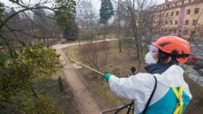 Ve Vsetíně vyzkoušeli nový postřik stromů proti jmelí, které ničí stromy v... Ve Vsetíně vyzkoušeli nový postřik stromů proti jmelí, které ničí stromy v...
