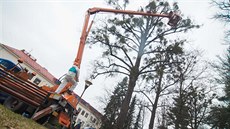 Ve Vsetín vyzkoueli nový postik strom proti jmelí, které nií stromy v...