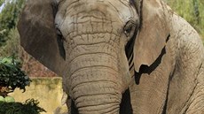 Samec slona afrického Kito v ZOO Dvr Králové.