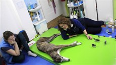 Odbornice Caroline Ingrahamová věří, že zvířata si nejlepší léky umí najít sama. Odbornice Caroline Ingrahamová věří, že zvířata si nejlepší léky umí najít sama.