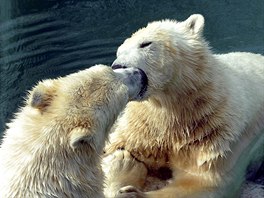MEDVDÍ HRÁTKY. Lední medvdi Beliy a Seriy si hrají v budapeské zoo. Ani ne...