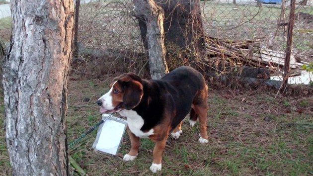 Oputn pes pivzan ke stromu v Beclavi ml na krku cedulku se vzkazem, e se o nj majitelka neme dl starat. Jdlo ani vodu mu vak na mst nenechala.