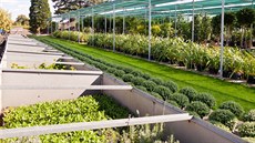 Klasické pařeniště v produkčních zahradách Pražského hradu Klasické pařeniště v produkčních zahradách Pražského hradu
