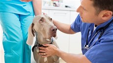 U veterináře. Ilustrační snímek U veterináře. Ilustrační snímek
