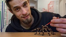 V pavoukáriu se nachází nejen největší, ale i nejjedovatější či nejvzácnější... V pavoukáriu se nachází nejen největší, ale i nejjedovatější či nejvzácnější...