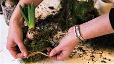 Pokud kořeny cibulky zabalíte do mechu, svažte je přírodním provázkem, lýkem... Pokud kořeny cibulky zabalíte do mechu, svažte je přírodním provázkem, lýkem...