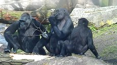Pražské gorily už také vyrážejí ven Pražské gorily už také vyrážejí ven
