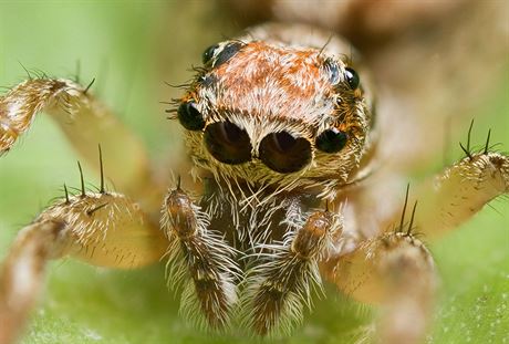 Prostední pár jednoduchých oí tohoto pavouka z eledi skákavkovití (druh...