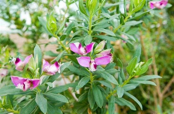 Zemdlci se obávají íení bakterie Xylella fastidiosa, která napadá okrasné a...