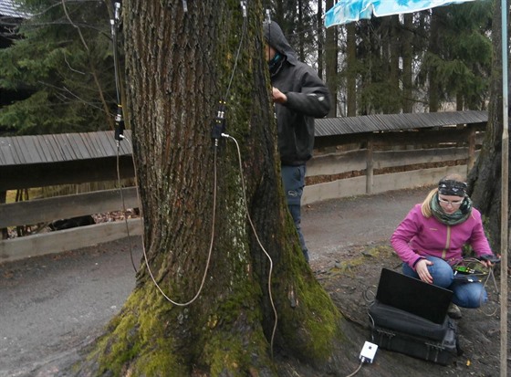 Odborníci kontrolovali stav strom v Ronov.