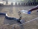 Zachránná kobra pije z lahve