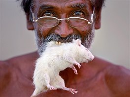 KRYSA V PUSE. Farmá ze státu Tamilnádu v jihovýchodní Indii pózuje s krysou v...