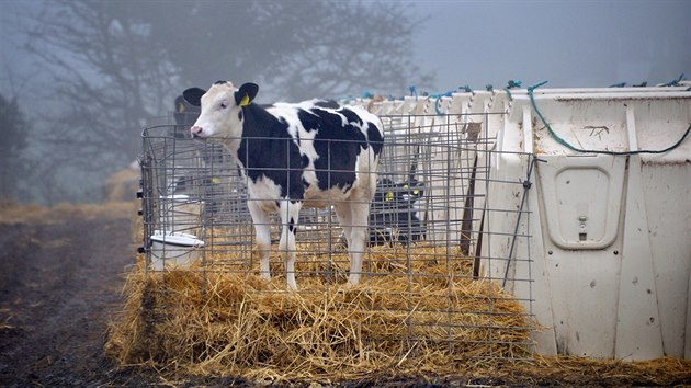 Mléná farma v Chaldon Herring na jihu Anglie, ve které byly dosplé krávy...