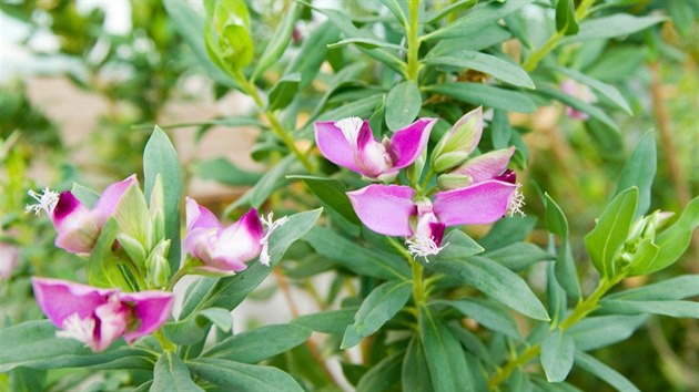 Zemdlci se obávají íení bakterie Xylella fastidiosa, která napadá okrasné a...