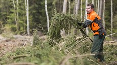Lesníci z Lesů ČR ukázali přípravu lapáků na boj s kůrovcem. Lesníci z Lesů ČR ukázali přípravu lapáků na boj s kůrovcem.