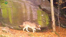 Vlk, kterého zachytila fotopast na polské stran Krkono.