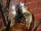 Lemur tmavý, Zoo Brno