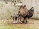 Velbloud dvouhrbý, Zoopark Chomutov