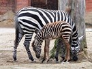 Zebra bezhívá, Zoo Liberec