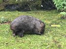 3 Cradle Mountain Run: Wombat