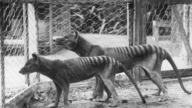 Tasmnt tygi v australsk zoologick zahrad (nkdy ped rokem 1921)