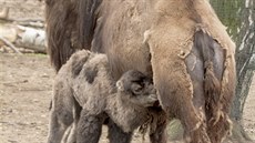 Nejkrásnjím mládtem podle tená metro.cz byla Renka. Nosoroí slena se v plzeské zoo na rodila 5. února a po porodu váila 47 kilogram. 